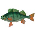 Sea bass illustration. Food, sea dweller, fish.